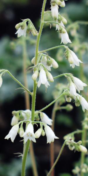 HEUCHERA 'White Marble'