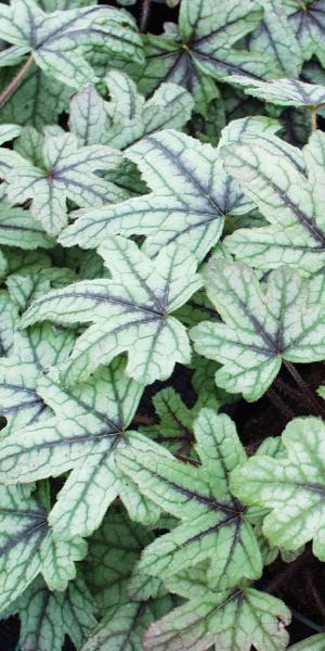 HEUCHERELLA 'Kimono' 