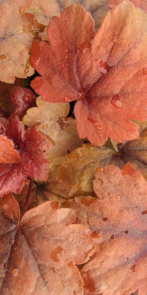 HEUCHERELLA 'Sweet Tea' 