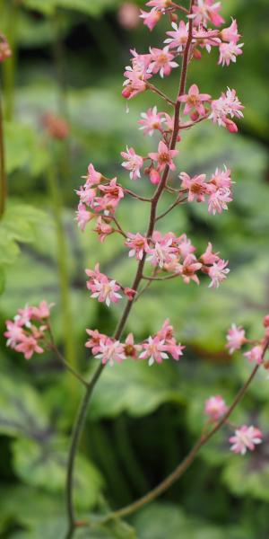 HEUCHERELLA  'Tapestry' 