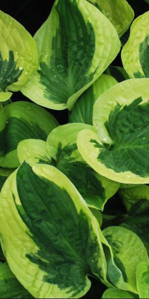 HOSTA 'Brim Cup'