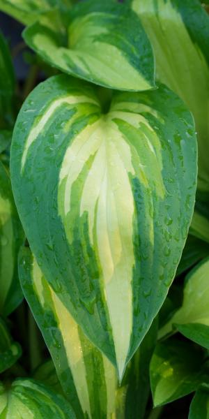 HOSTA  'Cherry Berry'