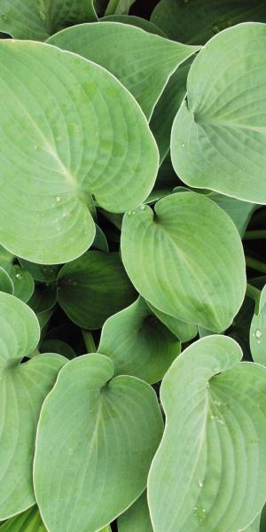 HOSTA 'Eric Smith' (Tardiana Group)