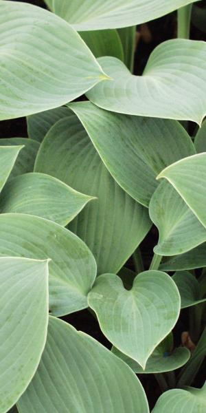 HOSTA 'Halcyon' (Tardiana Group)