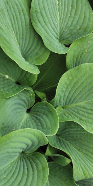 HOSTA sieboldiana var. elegans