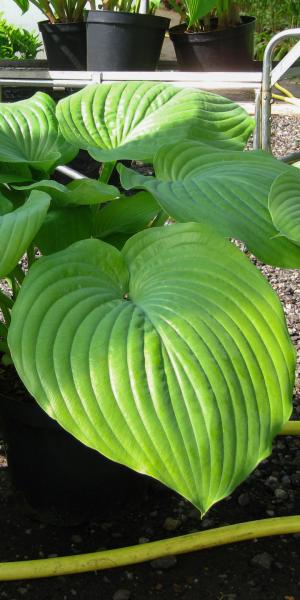 HOSTA 'Sum and Substance'