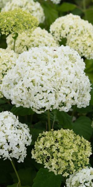 Hydrangea arborescens 'Annabelle'