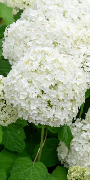 Hydrangea arborescens 'Annabelle'