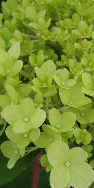 HYDRANGEA paniculata 'Limelight'