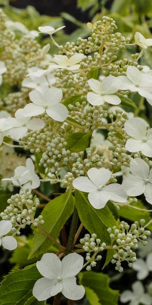 HYDRANGEA paniculata 'Levana' 