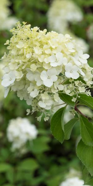 HYDRANGEA paniculata 'Polar Bear'