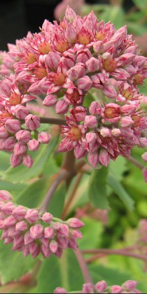 HYLOTELEPHIUM breweri x 'Glen Chantry'