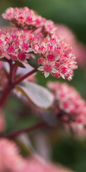 HYLOTELEPHIUM telephium 'Karlfunkelstein' (Atropurpureum Group)