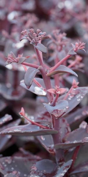 Hylotelephium 'Oriental Dancer'