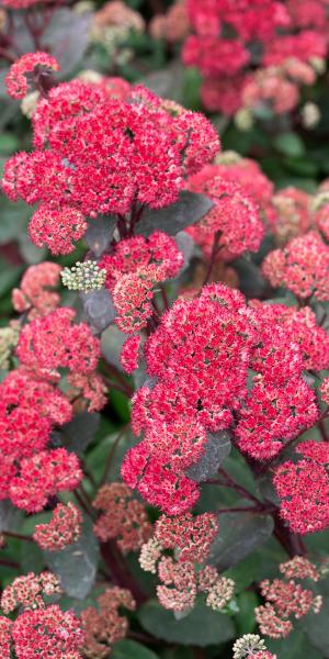 Hylotelephium 'Red Cauli'