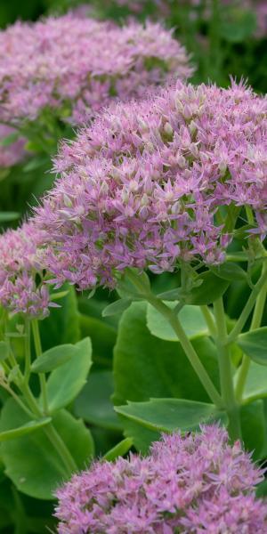 Hylotelephium spectabile (Brilliant Group) 'Brilliant'