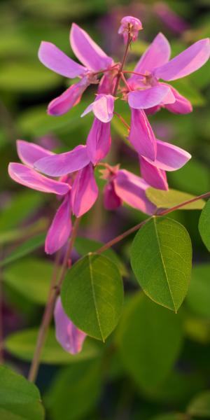 INDIGOFERA kirilowi