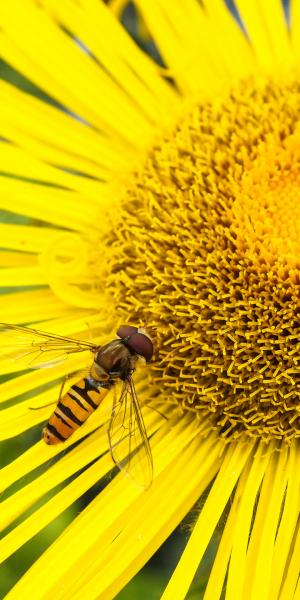 INULA hookeri 