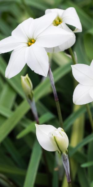 IPHEION 'Alberto Castillo'