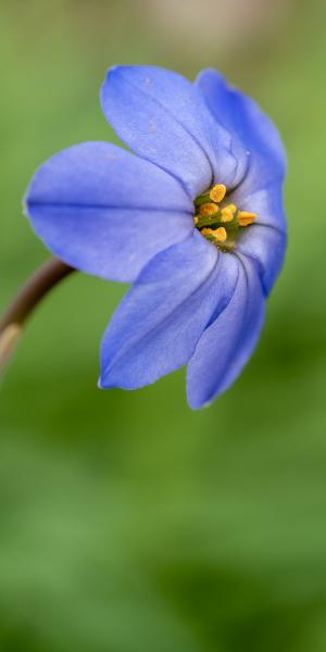 IPHEION Jessie