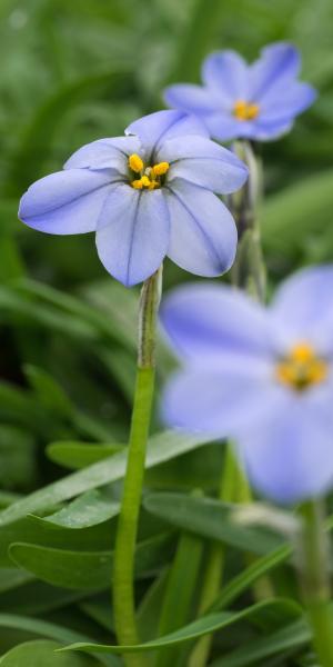 IPHEION 'Rolf Fiedler'