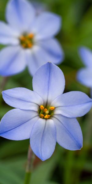 IPHEION 'Rolf Fiedler'