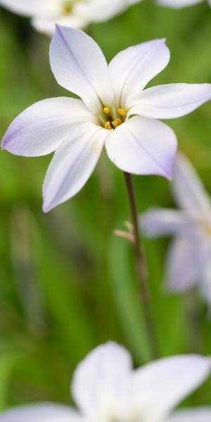 IPHEION uniflorum 'Hardy's Hybrid'