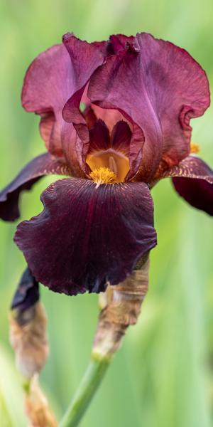 IRIS 'Benton Caramel'