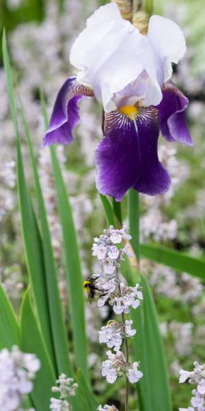 IRIS 'Braithwaite' (TB) & NEPETA x faassenii 'Crystal Cloud'