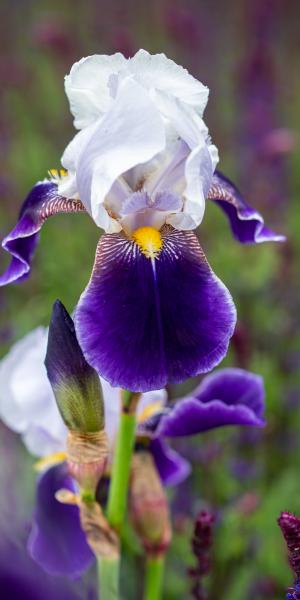 IRIS 'Braithwaite' 