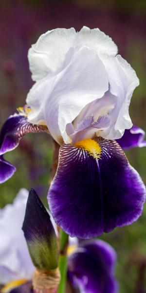 IRIS 'Braithwaite' (TB)