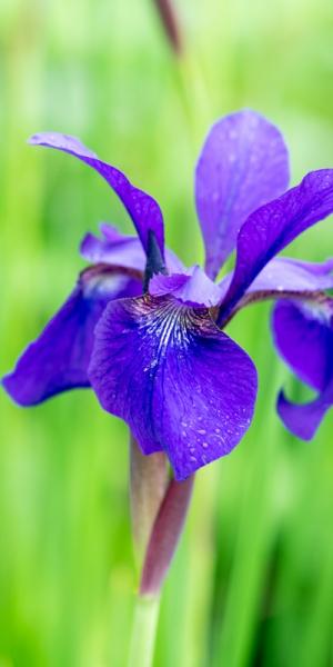 Iris 'Caesar's Brother' (Sib)    