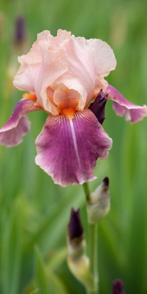 IRIS 'Carnaby'