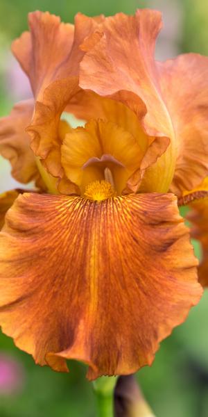 IRIS 'Carnival Time' 