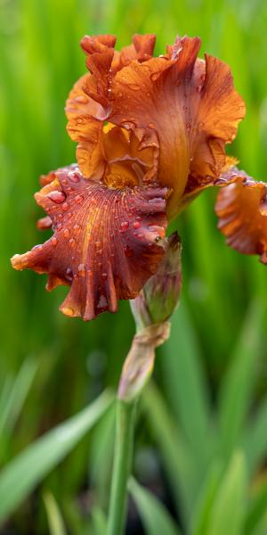 IRIS 'Carnival Time' 