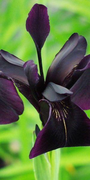 IRIS chrysographes black-flowered