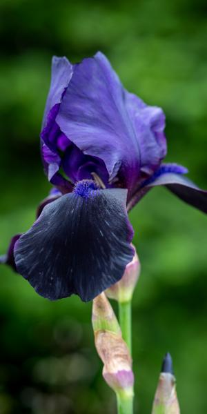 IRIS 'Deep Black' 