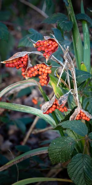 IRIS foetidissima berries in the depths of winter.  foetidissima berries.