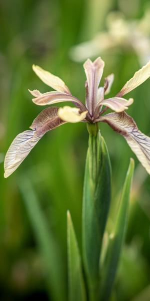 IRIS foetidissima