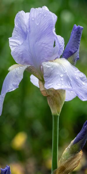 IRIS 'Jane Phillips' (TB)