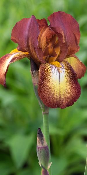 IRIS 'Kent Pride'