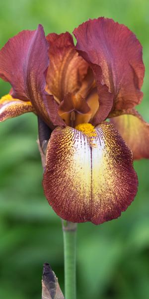 IRIS 'Kent Pride'