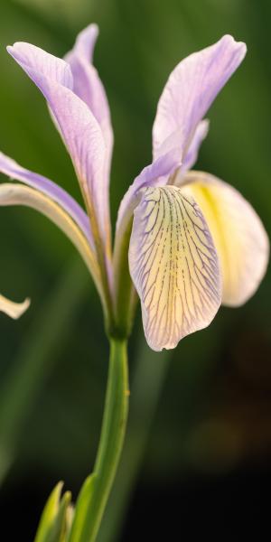 IRIS lactea