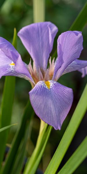 Iris lazica