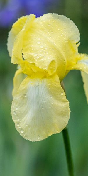 IRIS 'Lemon Ice'