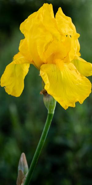 IRIS 'Ola Kala'