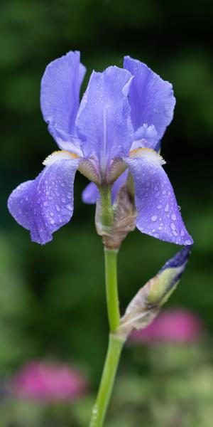 IRIS pallida subsp. pallida