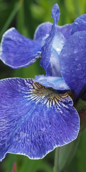 IRIS 'Silver Edge' 