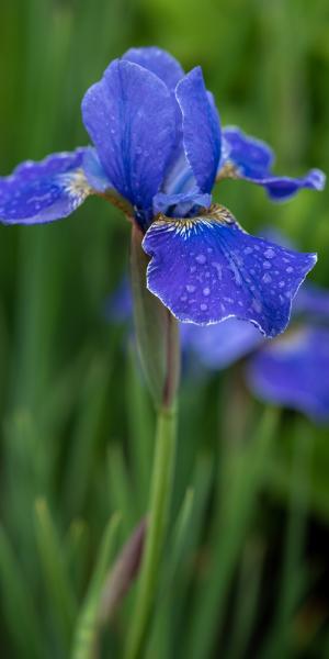 IRIS 'Silver Edge' 