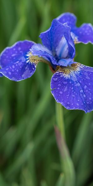 IRIS 'Silver Edge' 